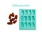 12pc Pecan Shape Silicone Mold | Realistic Food Shape For Soap Embeds | Candle Embeds | Wax Melts Silicone Mold